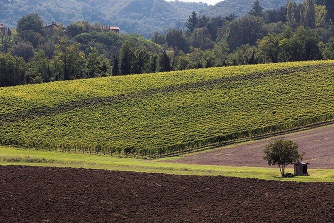 Winetour and tasting on Bologna hills, guided by the wine grower - The Wines and Tasting Experience