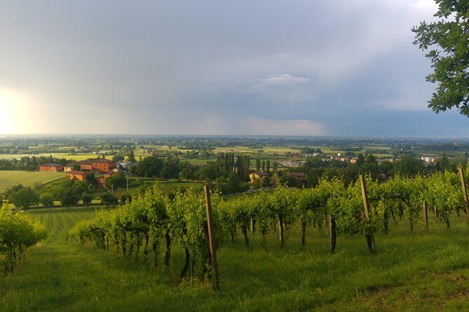 Winetour and tasting on Bologna hills, guided by the wine grower - Authentic Experiences and Reviewer Insights