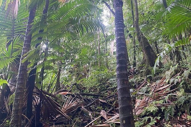 wingfield-rainforest-adventure-hike-caribelle-batik-stop