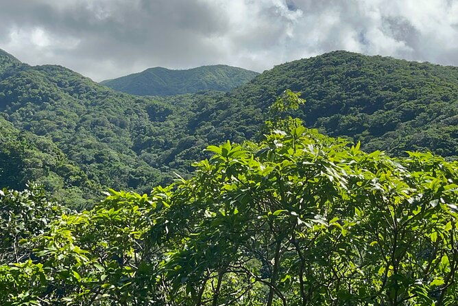 wingfield-rainforest-hike-romney-experience-st-kitts