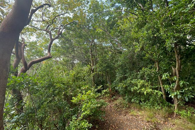 wingfield-rainforest-hike-romney-experience-st-kitts