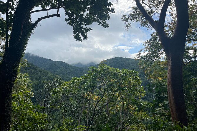 wingfield-rainforest-hike-romney-experience-st-kitts