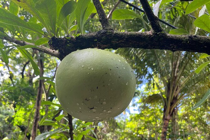 wingfield-rainforest-hike-romney-experience-st-kitts