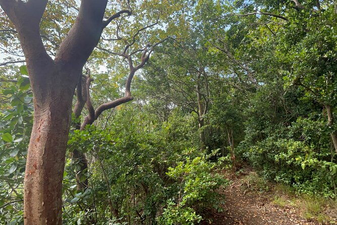 wingfield-rainforest-hike-romney-experience-st-kitts