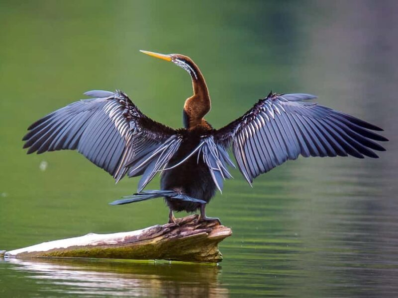 Wings of Wonder: A Half-Day Birding Tour in Siem Reap[Share] - Key Points