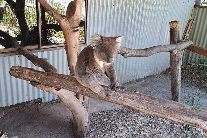 Wings Wildlife Park Shuttle, Burnie Shore Excursion - An In-Depth Look at the Experience