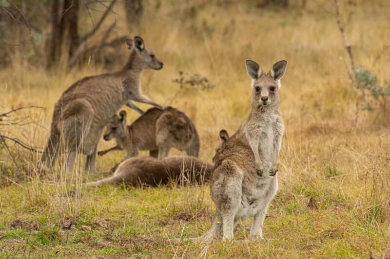Wings & Wilds of Canberra Tidbinbilla Half-Day Private Tour - Key Points
