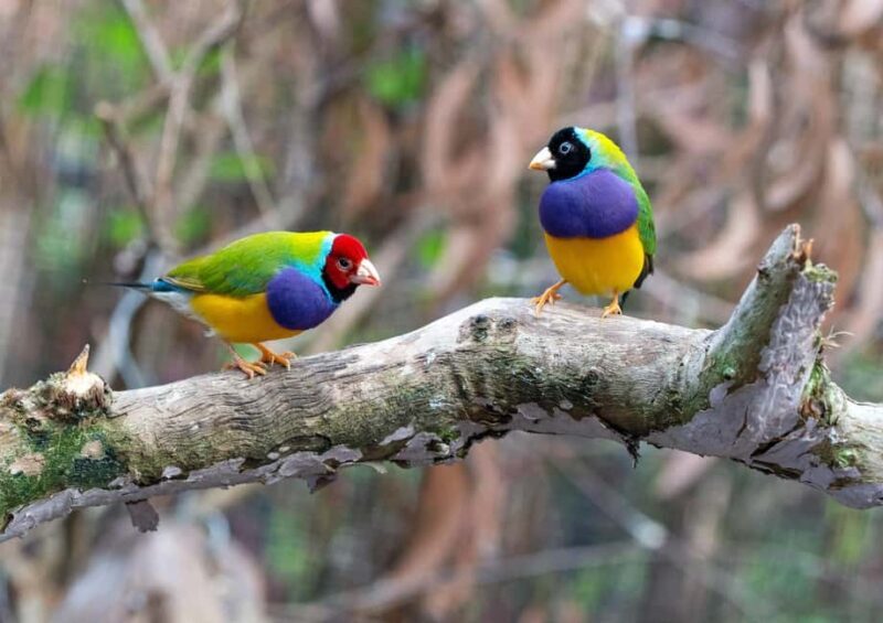 Wings & Wilds of Canberra Tidbinbilla Half-Day Private Tour - What Makes This Tour Stand Out