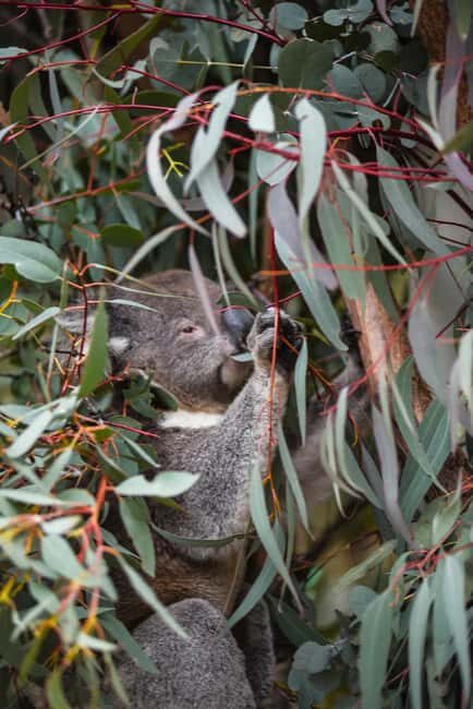 Wings & Wilds of Canberra Tidbinbilla Half-Day Private Tour - FAQ