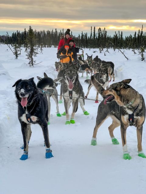 Winter Dog Sled Tour Day or Night Mush! - Is This Tour Worth the Price?