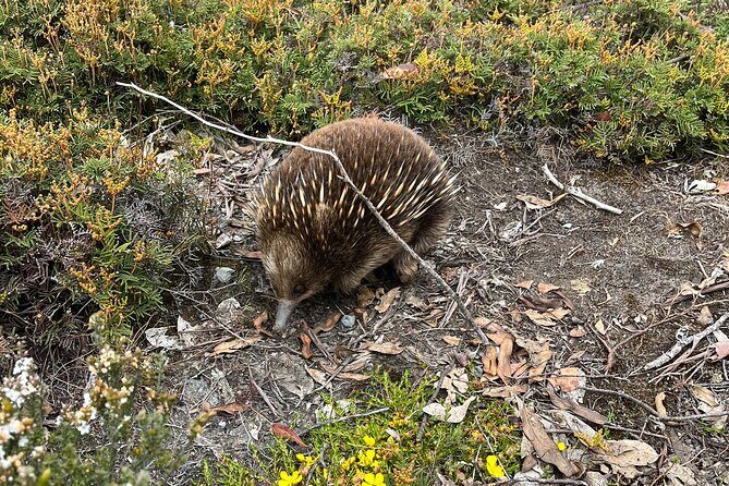Winter Escape to Tassie - Who Will Love This Tour?