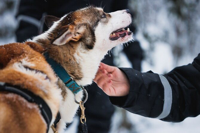winter-highlights-snowmobile-arctic-animals-and-santas-village