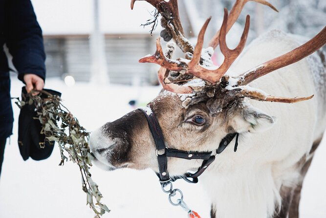 winter-highlights-snowmobile-arctic-animals-and-santas-village
