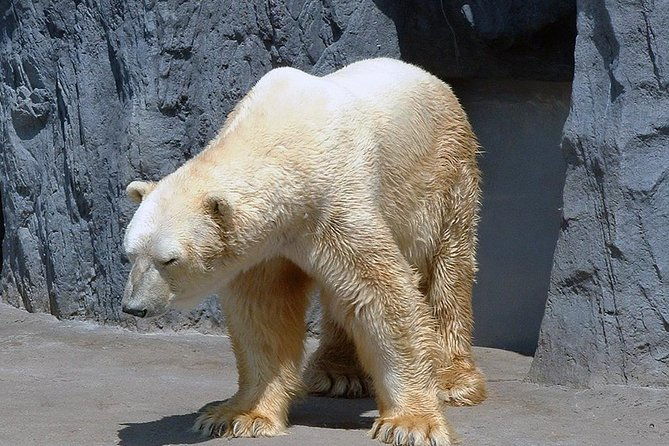 winter-in-hokkaido-visit-asahiyama-zoo-the-frozen-ice-sea-and-sunset-cruise