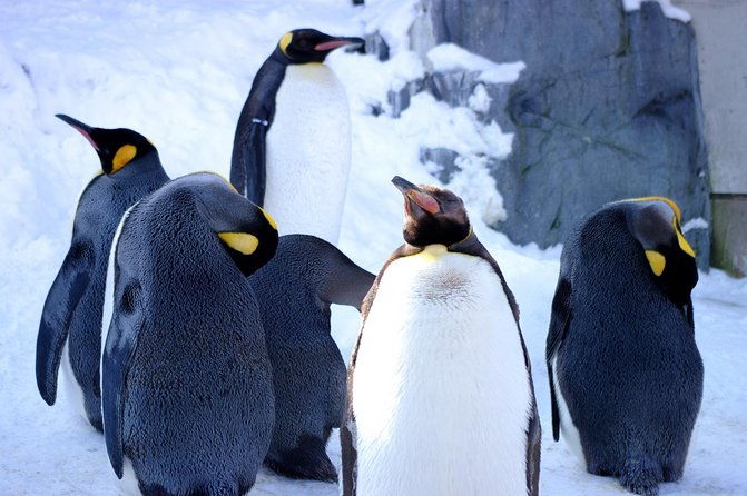 winter-in-hokkaido-visit-asahiyama-zoo-the-frozen-ice-sea-and-sunset-cruise