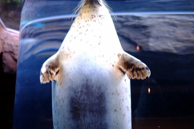 winter-in-hokkaido-visit-asahiyama-zoo-the-frozen-ice-sea-and-sunset-cruise
