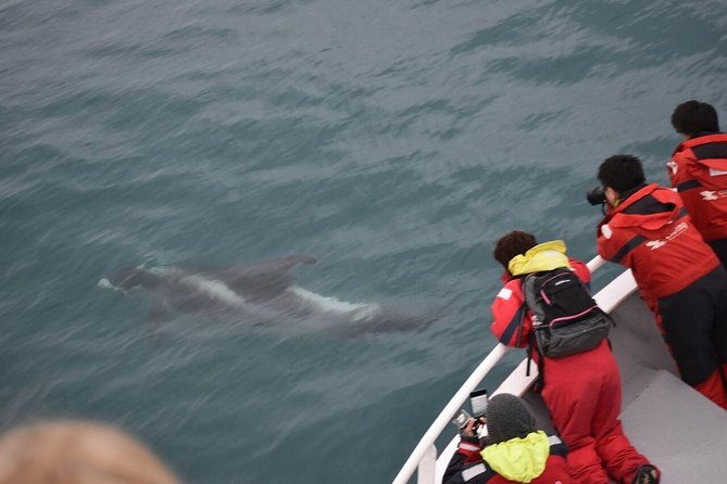 winter-whale-watching-northern-lights-cruise-combo-from-reykjavik