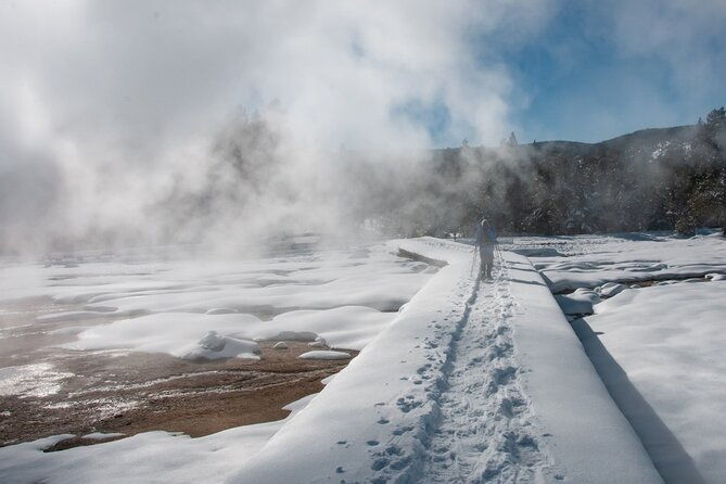 winter-wildlife-safari-in-yellowstone-national-park