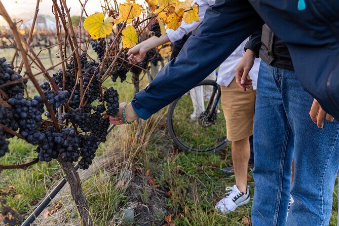 Winter Wine Wander Self guided Biking and Wine Trail Experience - FAQs