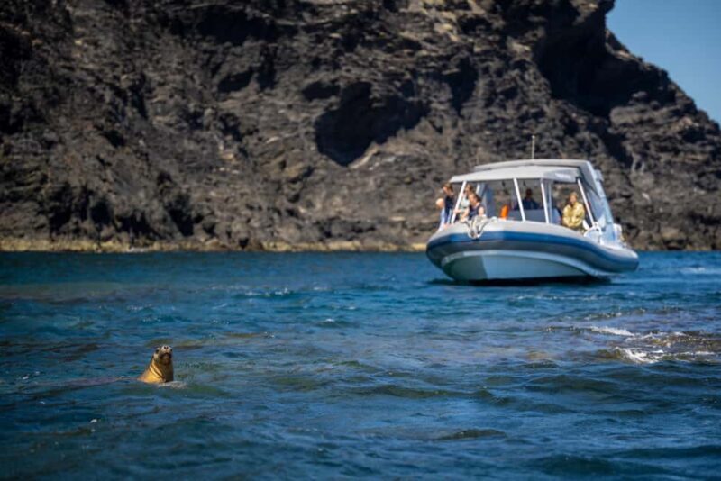Wirrina Cove: Coastal Sightseeing Boat Tour with Seal Colony - The Value and Practicalities