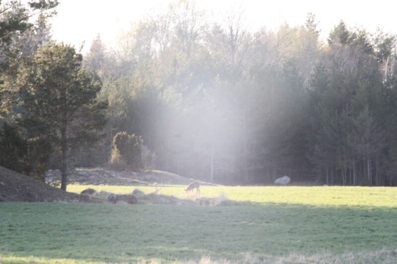 Wolf and Wildlife Tracking in Sweden - Key Points