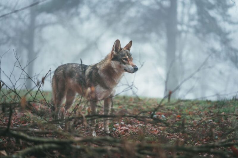 Wolf and Wildlife Tracking in Sweden - FAQ