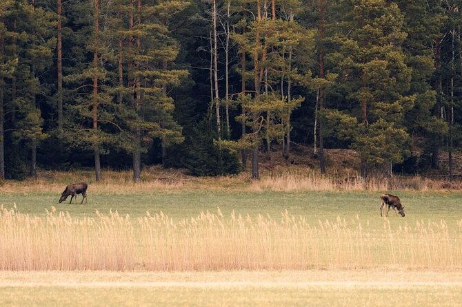 wolf-and-wildlife-tracking-in-sweden