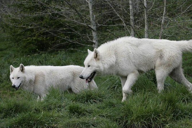Wolf Experience - Practical Details: What You Need to Know