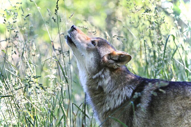 Wolf Experience - The Sum Up: Who Should Consider This Tour?