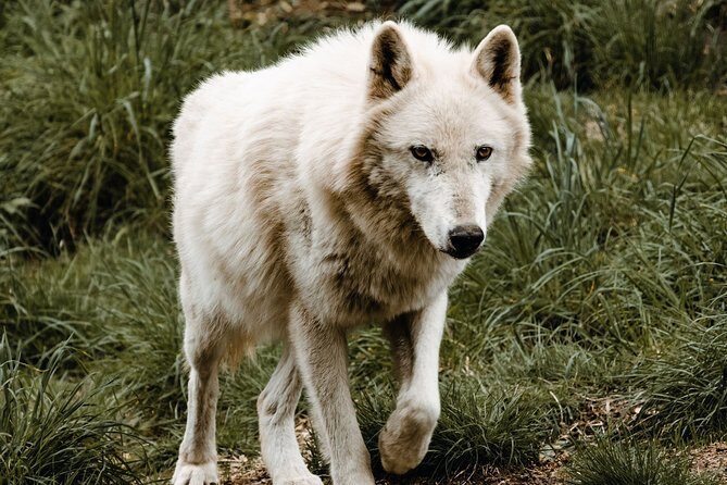 Wolf Experience - FAQs