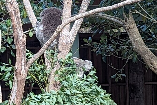 Wollongong Sightseeing Guided Day Tour - Starting with Wildlife at Symbio Wildlife Park