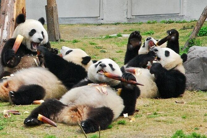 Wolong Panda Base Private Day Tour Optional Volunteering - Exploring the Itinerary: What to Expect