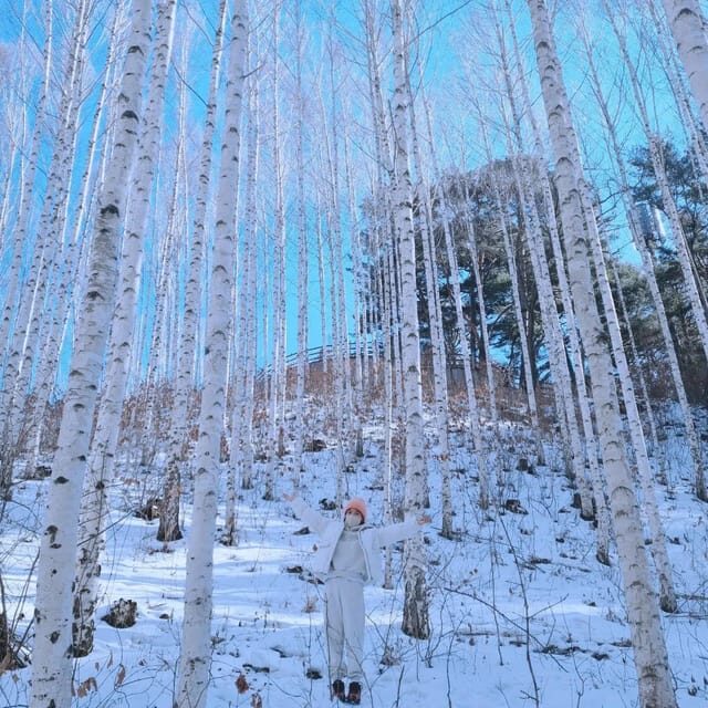 Wondae-ri Birch Forest and In-je Maebawi Icewall Day Tour - FAQ