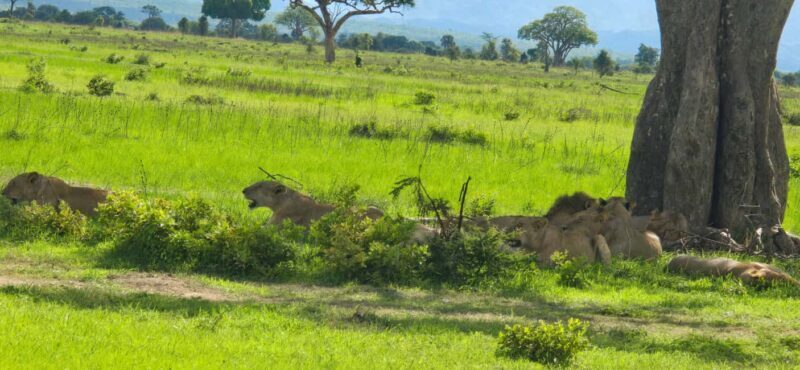 Wonderful 3 Day Safari From Zanzibar to Mikumi National Park - Key Points