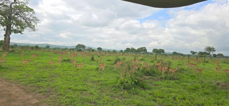 Wonderful 3 Day Safari From Zanzibar to Mikumi National Park - Detailed Breakdown of the Safari Experience