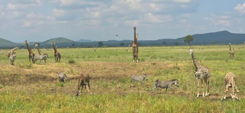 Wonderful 3 Day Safari From Zanzibar to Mikumi National Park - Why Price Is Just Part of the Equation