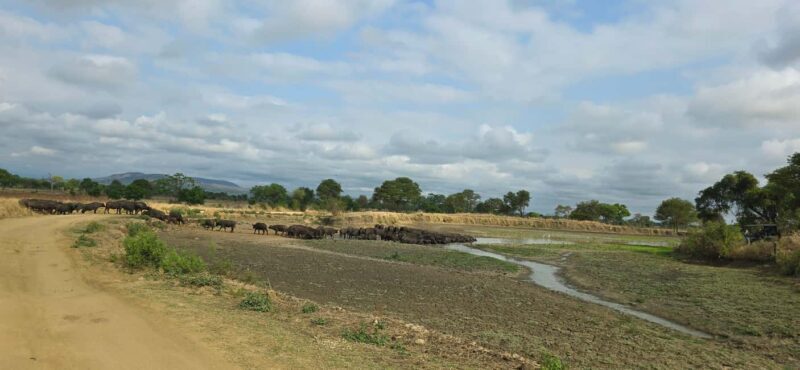 Wonderful 3 Day Safari From Zanzibar to Mikumi National Park - Transportation & Guides: Making the Journey Comfortable and Informative