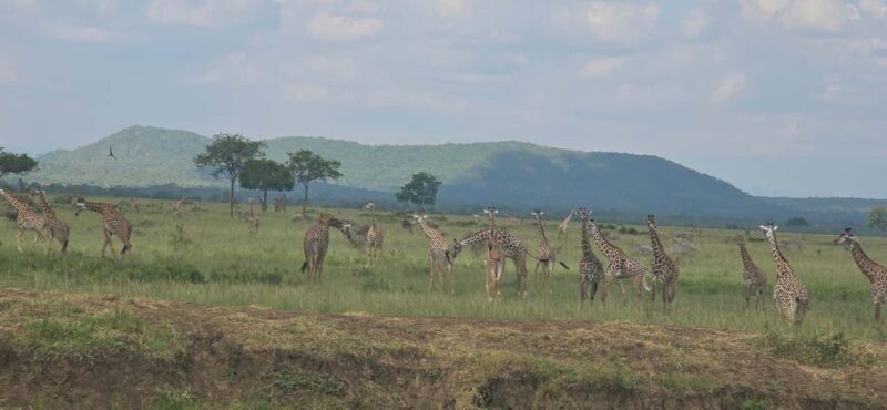Wonderful 3 Day Safari From Zanzibar to Mikumi National Park - What to Pack & Practical Tips