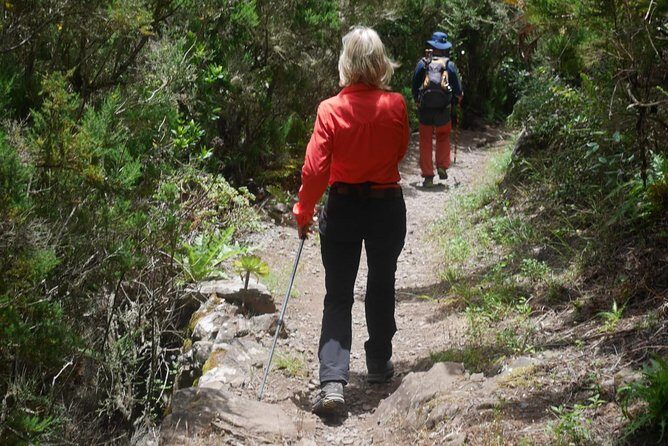 Wonderful hike through the Magic Forest of Tenerife - The Scenic Highlights