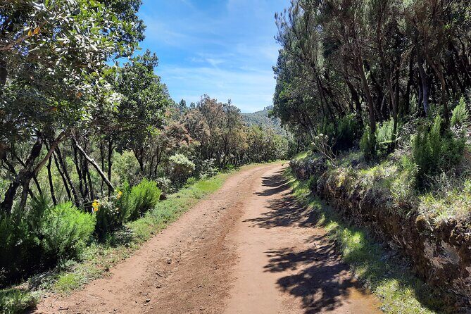 Wonderful hike through the Magic Forest of Tenerife - Why This Tour Works