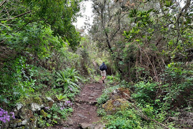 Wonderful hike through the Magic Forest of Tenerife - Who Should Book This?