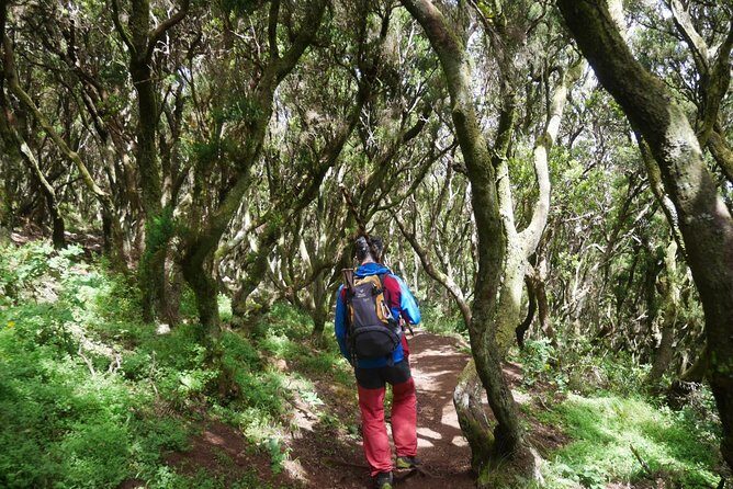 Wonderful hike through the Magic Forest of Tenerife - FAQ