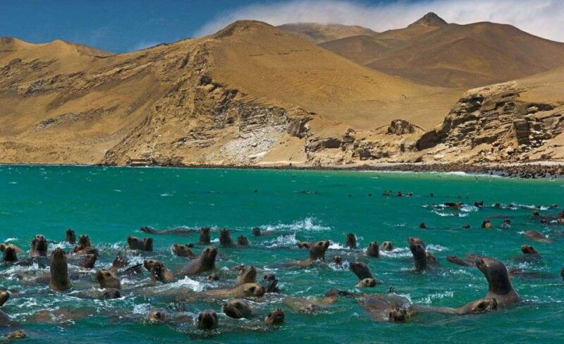 wonders-of-paracas-ballestas-islands-and-national-reserve