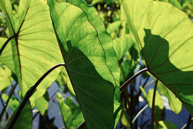 work-with-native-reforestation-and-polynesian-agriculture-in-maui