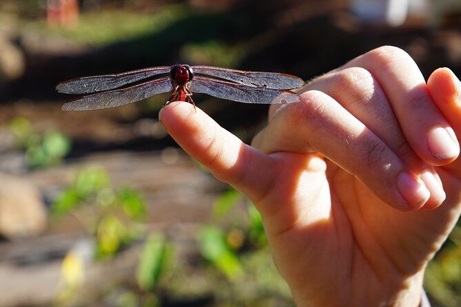 work-with-native-reforestation-and-polynesian-agriculture-in-maui