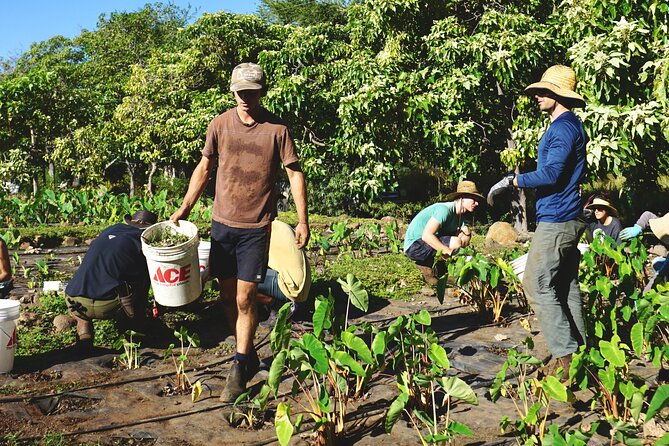 work-with-native-reforestation-and-polynesian-agriculture-in-maui