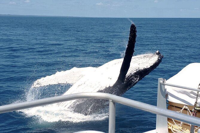 World class Whale Watching from Hervey Bay - Analyzing the Experience in Detail