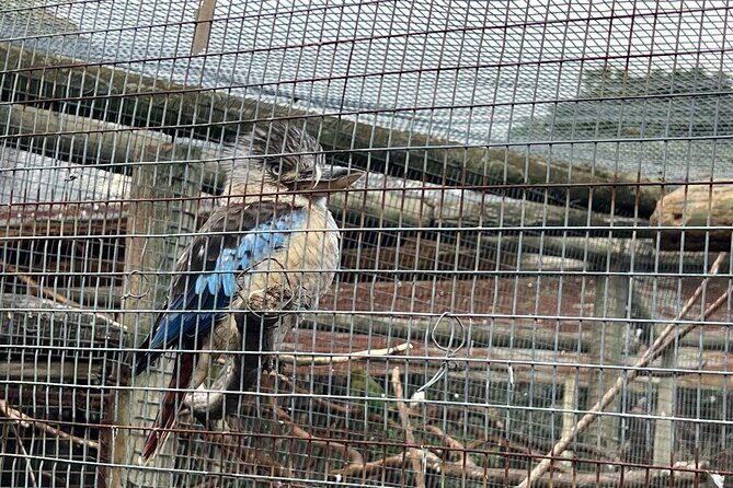 World of Birds, Kirstenbosch and Constantia Wine Private Day Tour - Final Thoughts