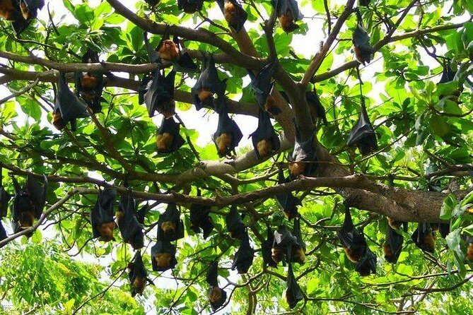 World's biggest Ganesha & Temple of Upside down BAT - Who Is This Tour Best For?