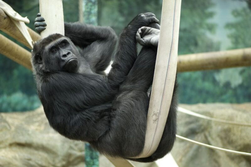 wroclaw-zoo-with-private-transport-and-tickets